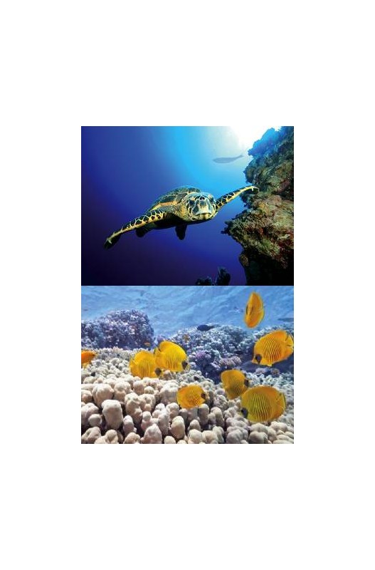 Tetra Decoart Lamina Tortuga&arrecife